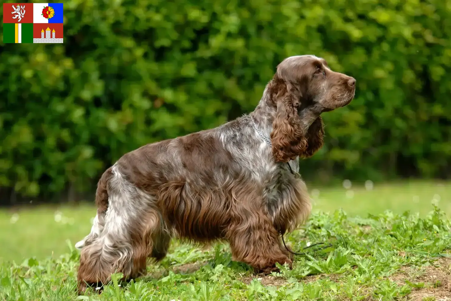 English Cocker Spaniel Welpen und Züchter Südböhmen Hier findest Du English Cocker Spaniels Züchter in Südböhmen.