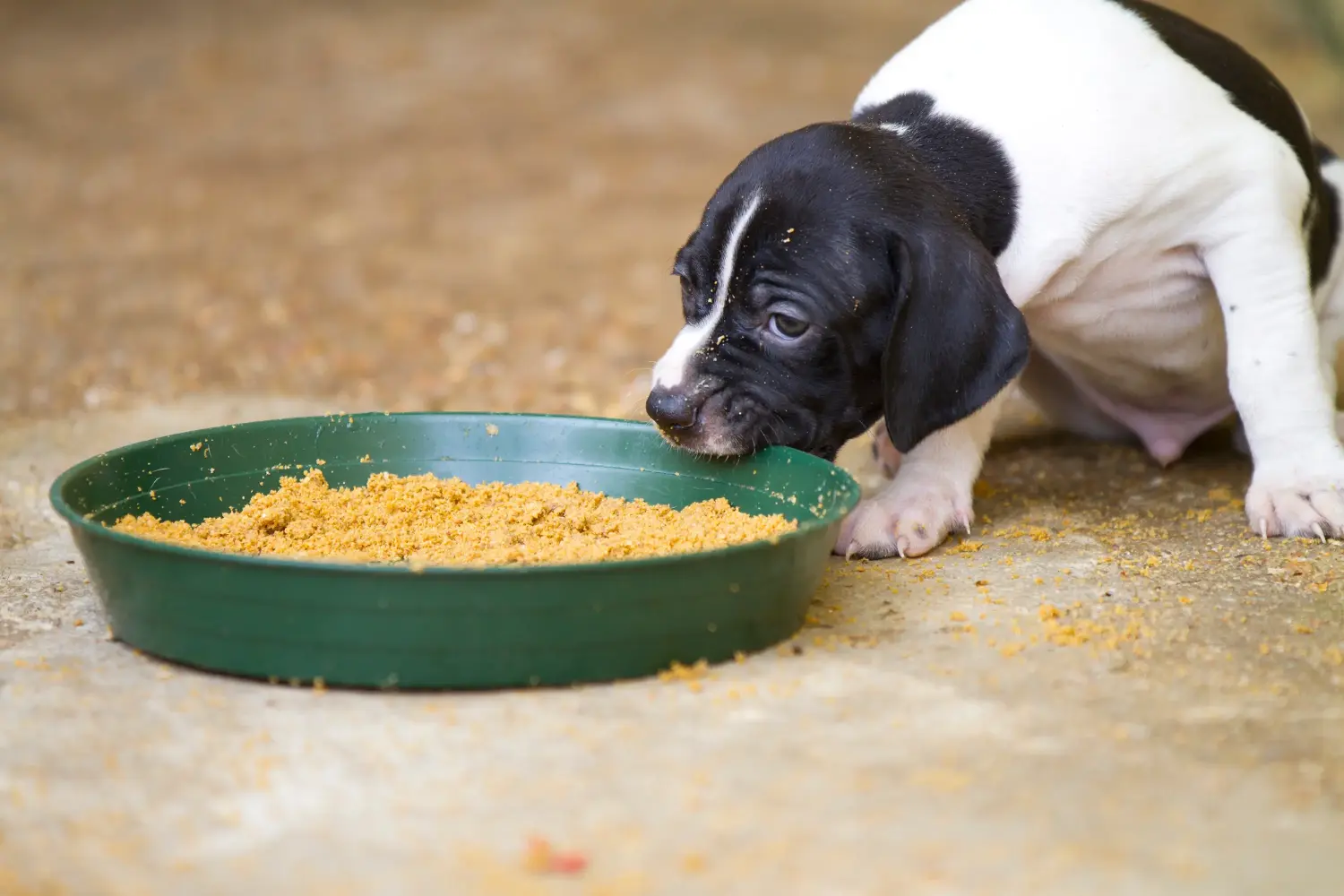 Einen English Pointer Welpen zu kaufen, bedeutet Verantwortung zu übernehmen! English Pointer Welpen kaufen.