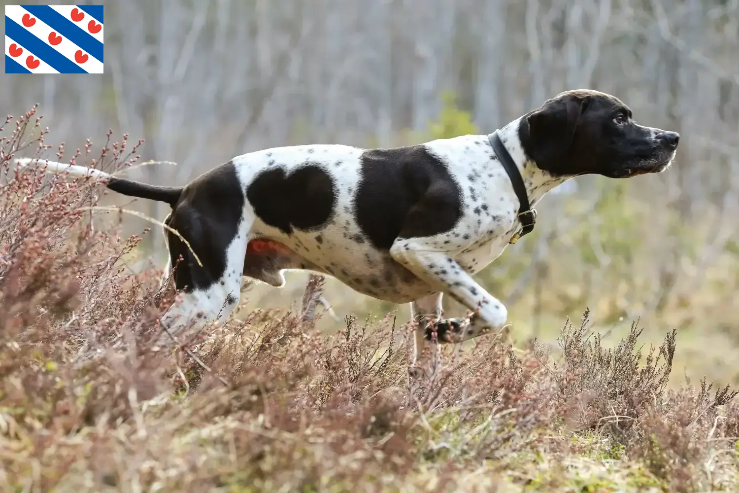 English Pointer Welpen und Züchter Friesland Hier findest Du English Pointers Züchter in Friesland.