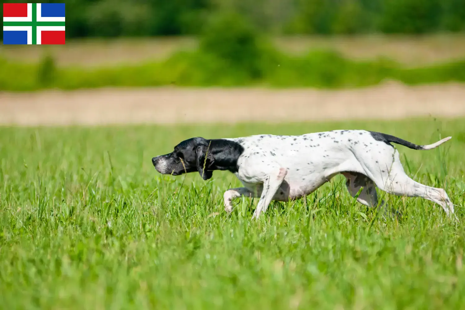 English Pointer Welpen und Züchter Groningen Hier findest Du English Pointers Züchter in Groningen.