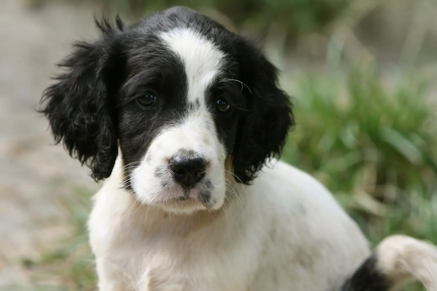 Einen English Setter Welpen zu kaufen, bedeutet Verantwortung zu übernehmen! English Setter Welpen kaufen.