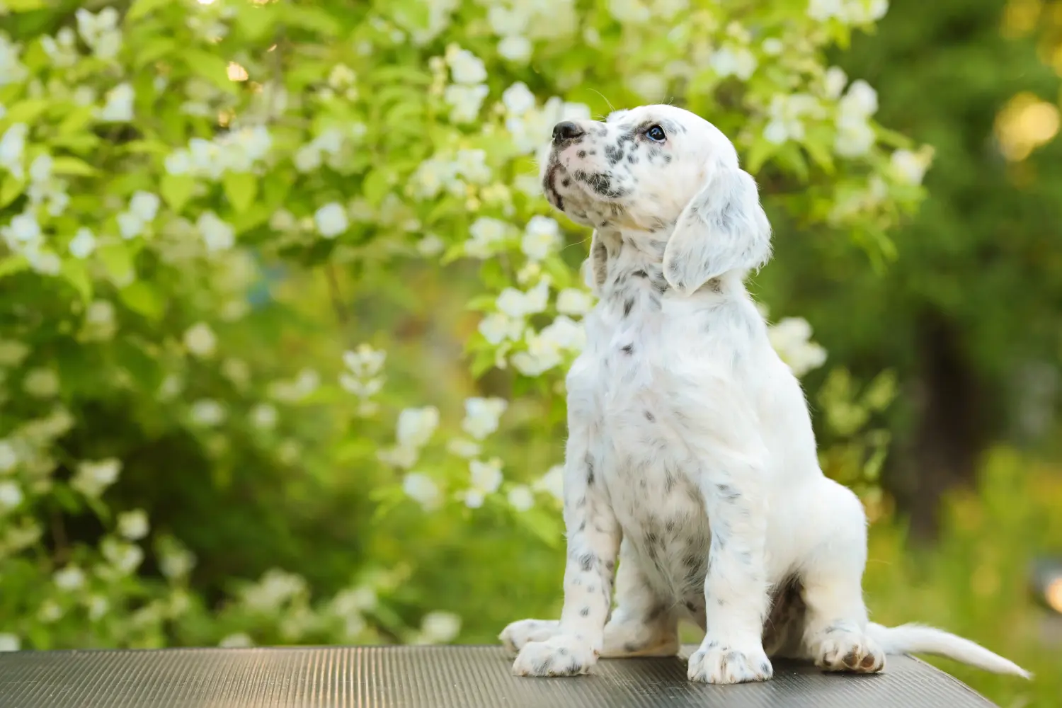 Einen English Setter Welpen zu kaufen, bedeutet Verantwortung zu übernehmen! English Setter Welpen kaufen.