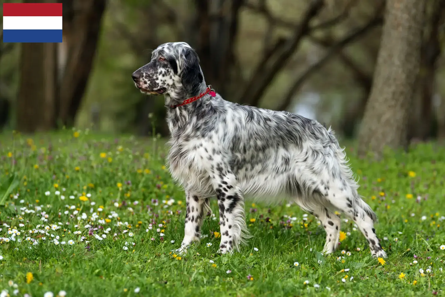 English Setter Welpen und Züchter Niederlande Hier findest Du English Setter Züchter in den Niederlanden.