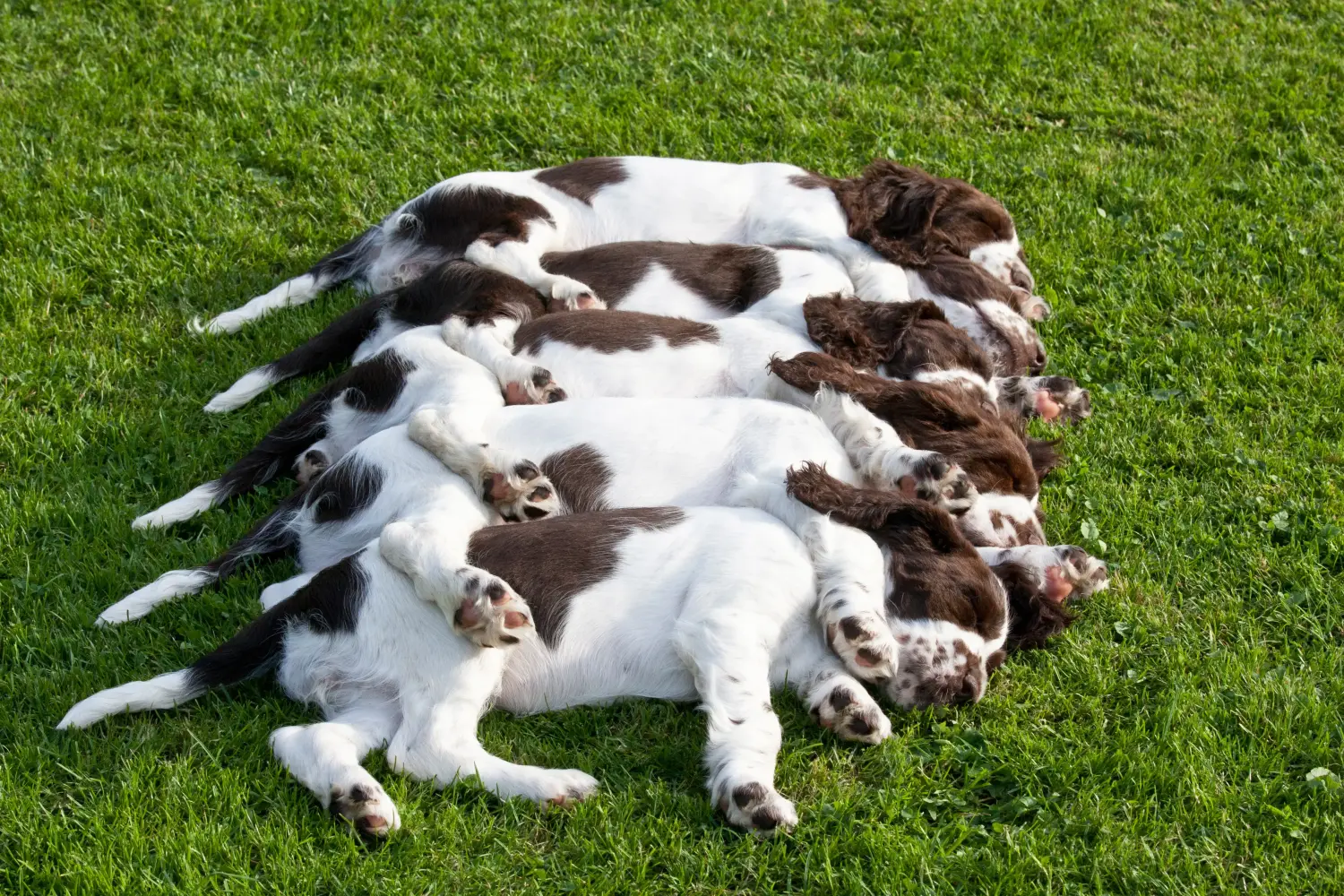 Einen English Springer Spaniel Welpen zu kaufen, bedeutet Verantwortung zu übernehmen! English Springer Spaniel Welpen kaufen.