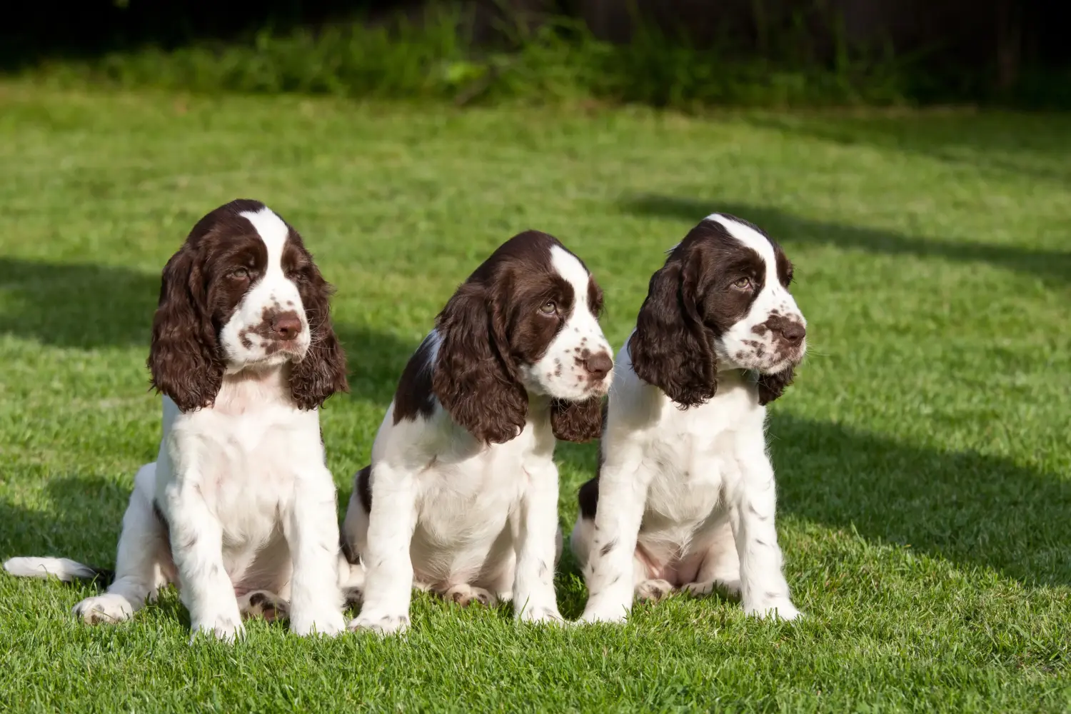 Einen English Springer Spaniel Welpen zu kaufen, bedeutet Verantwortung zu übernehmen! English Springer Spaniel Welpen kaufen.