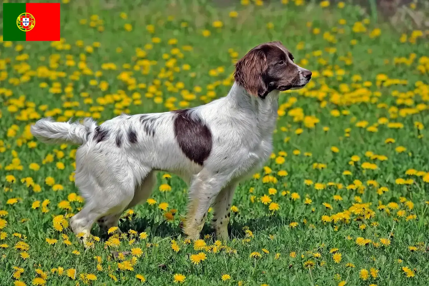 English Springer Spaniel Welpen und Züchter Portugal Hier findest Du English Springer Spaniels Züchter in Portugal.