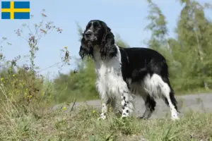 Mehr über den Artikel erfahren English Springer Spaniel Züchter und Welpen in Schweden