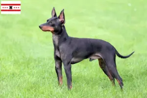 Mehr über den Artikel erfahren English Toy Terrier Züchter und Welpen in Drenthe