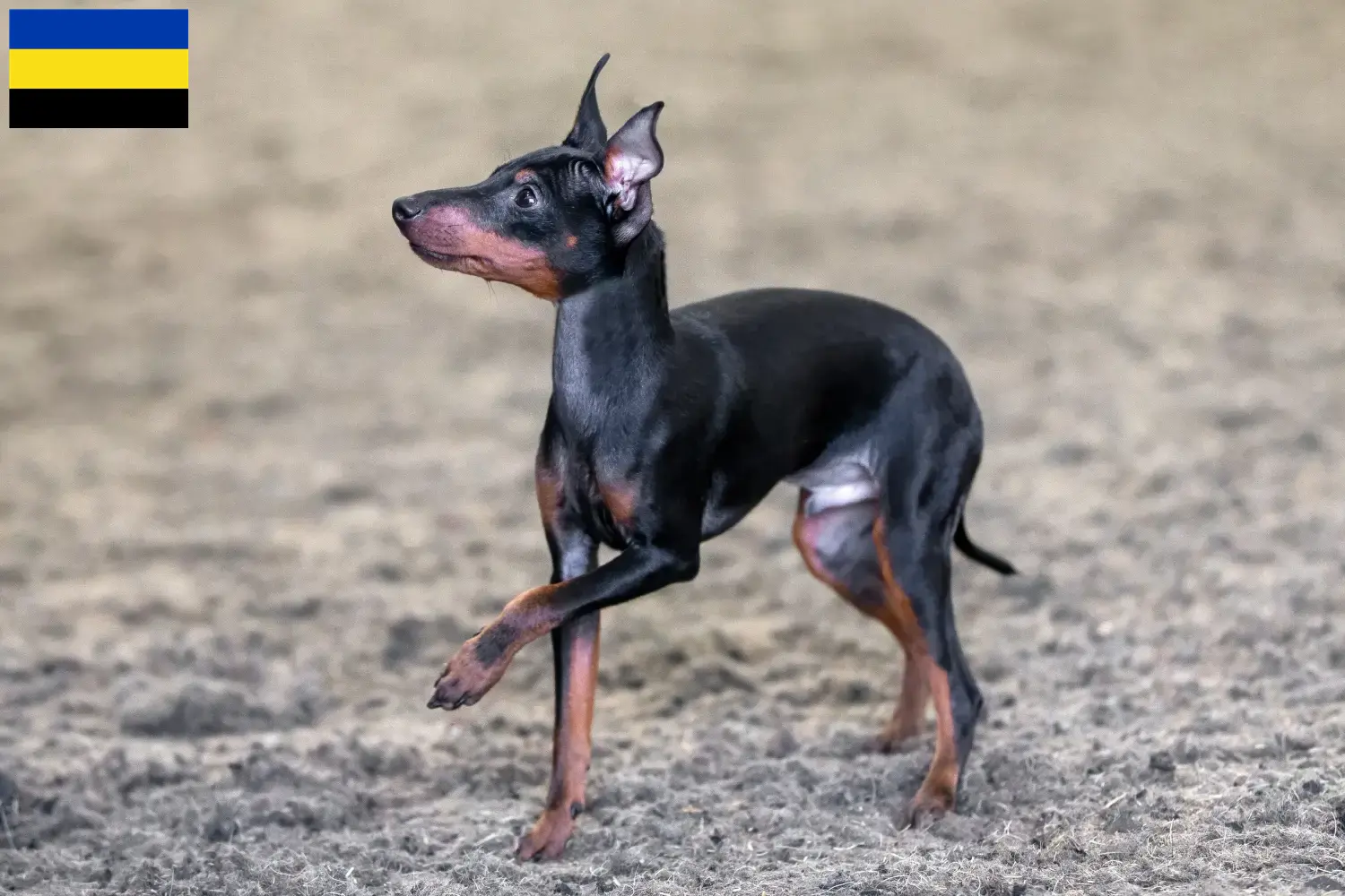 English Toy Terrier Welpen und Züchter Gelderland Hier findest Du English Toy Terrier Züchter in Gelderland.