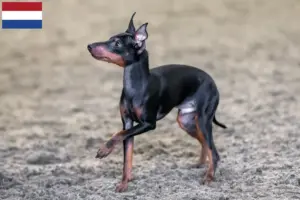 Mehr über den Artikel erfahren English Toy Terrier Züchter und Welpen in den Niederlanden