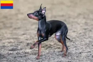 Mehr über den Artikel erfahren English Toy Terrier Züchter und Welpen in Nordholland