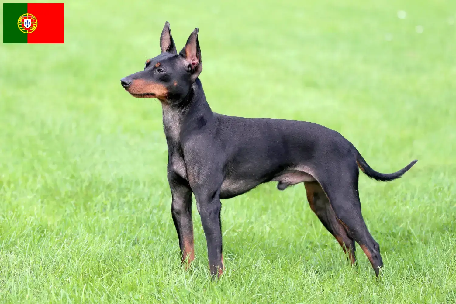 English Toy Terrier Welpen und Züchter Portugal Hier findest Du English Toy Terrier Züchter in Portugal.