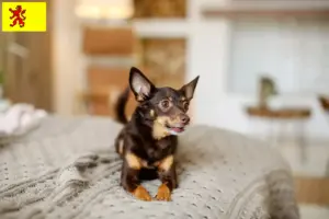 Mehr über den Artikel erfahren English Toy Terrier Züchter und Welpen in Südholland
