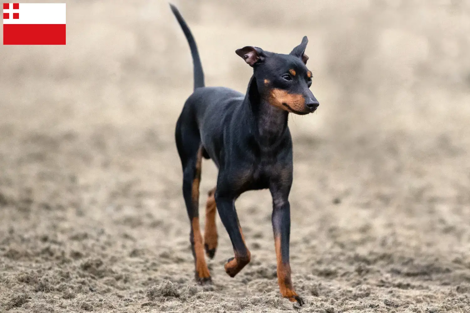 English Toy Terrier Welpen und Züchter Utrecht Hier findest Du English Toy Terrier Züchter in Utrecht.
