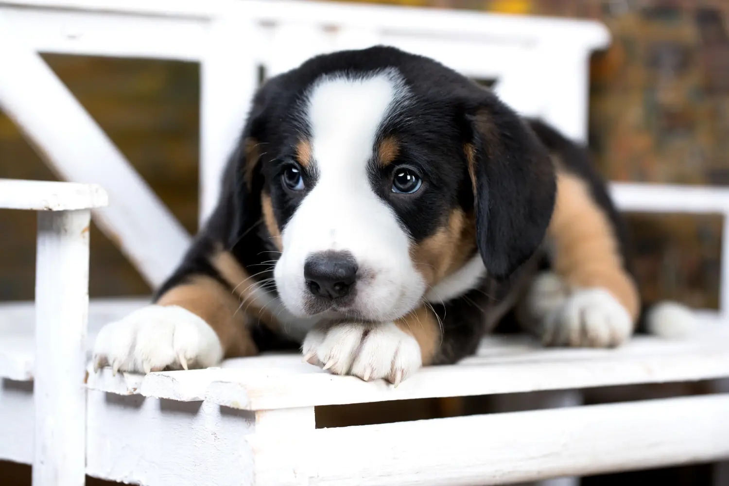 Einen Entlebucher Sennenhund Welpen zu kaufen, bedeutet Verantwortung zu übernehmen! Entlebucher Sennenhund Welpen kaufen.