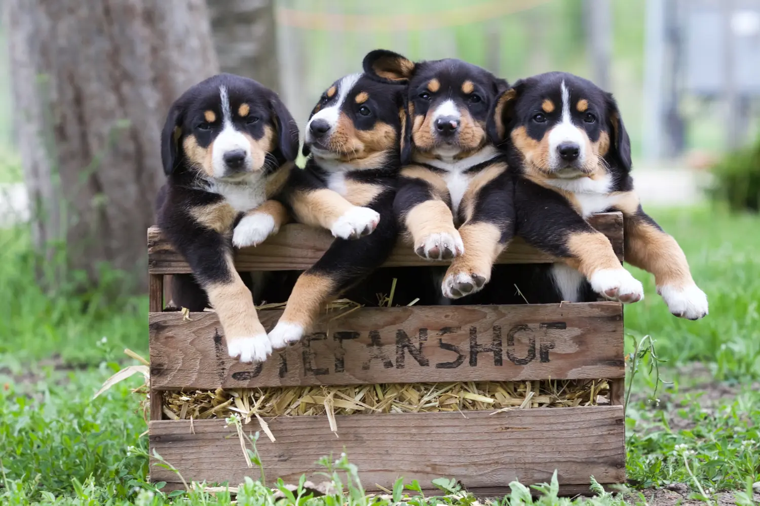Einen Entlebucher Sennenhund Welpen zu kaufen, bedeutet Verantwortung zu übernehmen! Entlebucher Sennenhund Welpen kaufen.