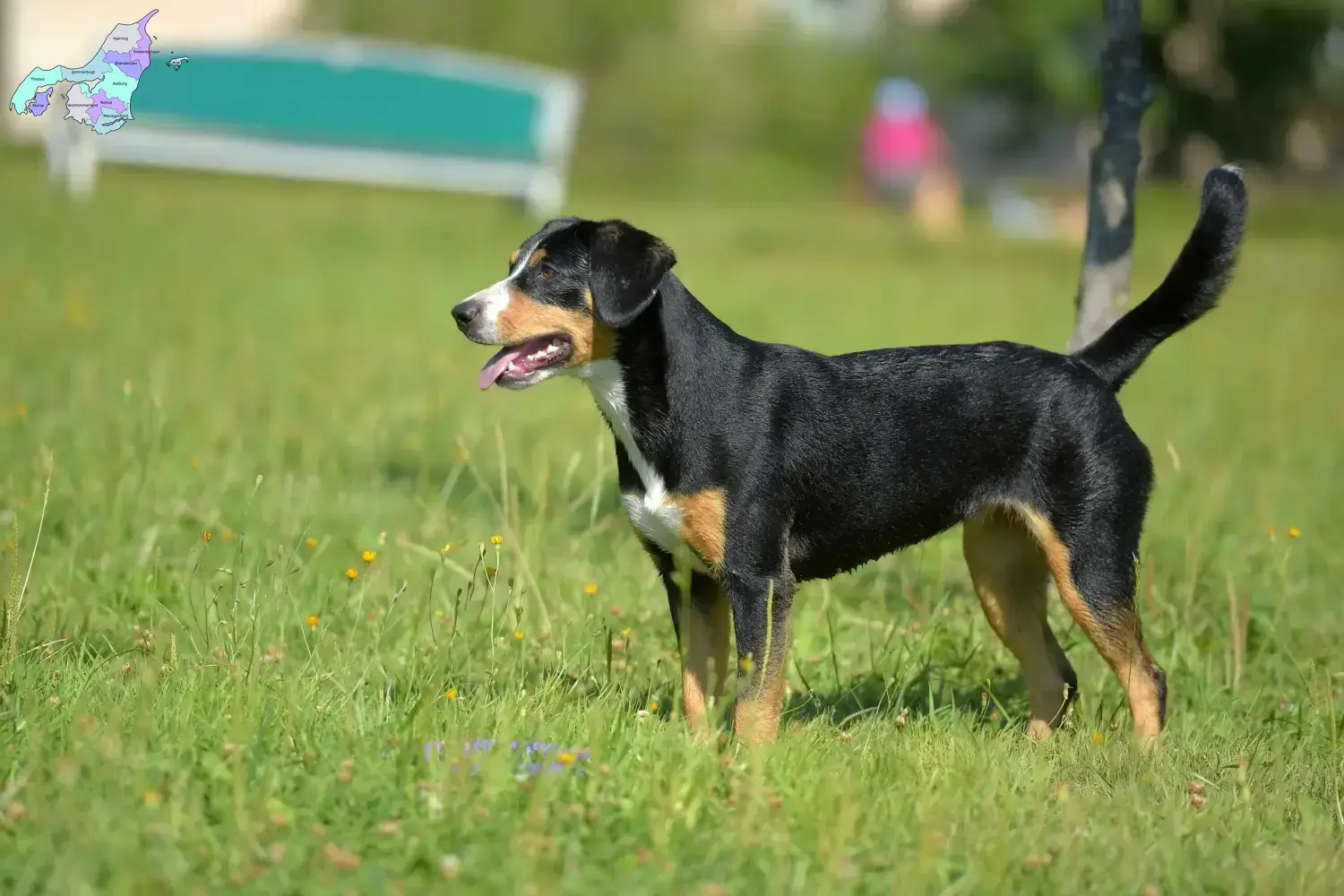 Entlebucher Sennenhund Welpen und Züchter Nordjylland Hier findest Du Entlebucher Sennenhunde Züchter in Nordjylland.