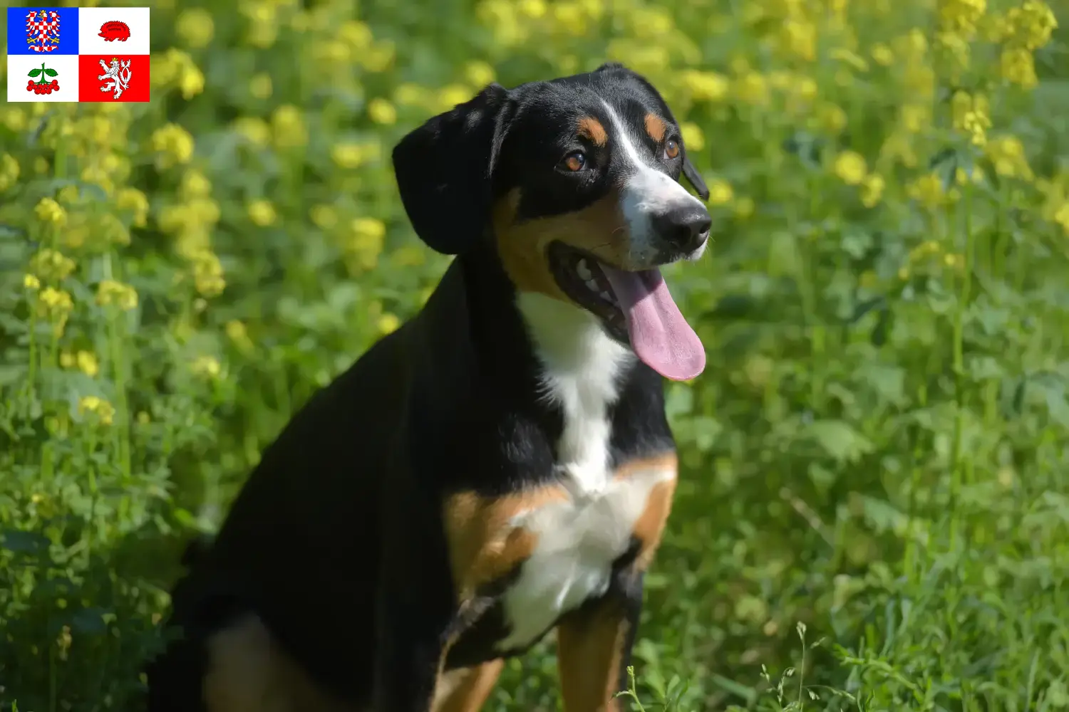 Entlebucher Sennenhund Welpen und Züchter Vysočina Hier findest Du Entlebucher Sennenhunde Züchter in Vysočina.