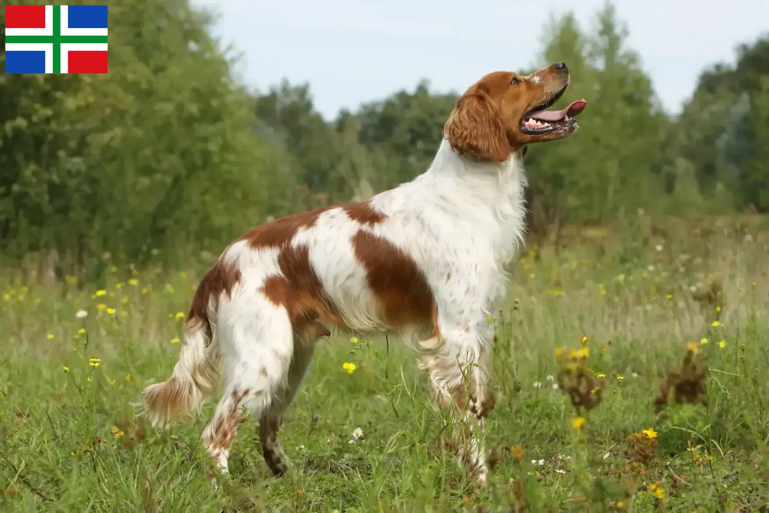 Epagneul Breton Welpen und Züchter Groningen Hier findest Du Epagneul Bretons Züchter in Groningen.