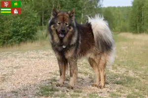 Mehr über den Artikel erfahren Eurasier Züchter und Welpen in Pilsen