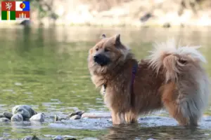 Mehr über den Artikel erfahren Eurasier Züchter und Welpen in Südböhmen