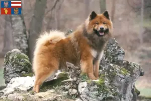 Mehr über den Artikel erfahren Eurasier Züchter und Welpen in Südmähren