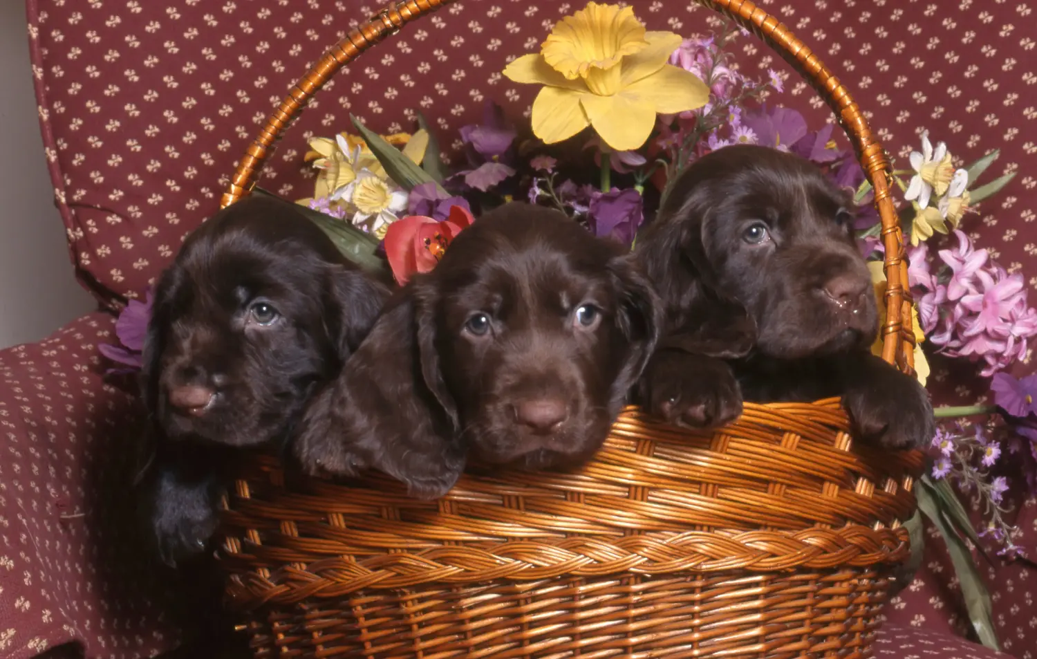 Einen Field Spaniel Welpen zu kaufen, bedeutet Verantwortung zu übernehmen! Field Spaniel Welpen kaufen.