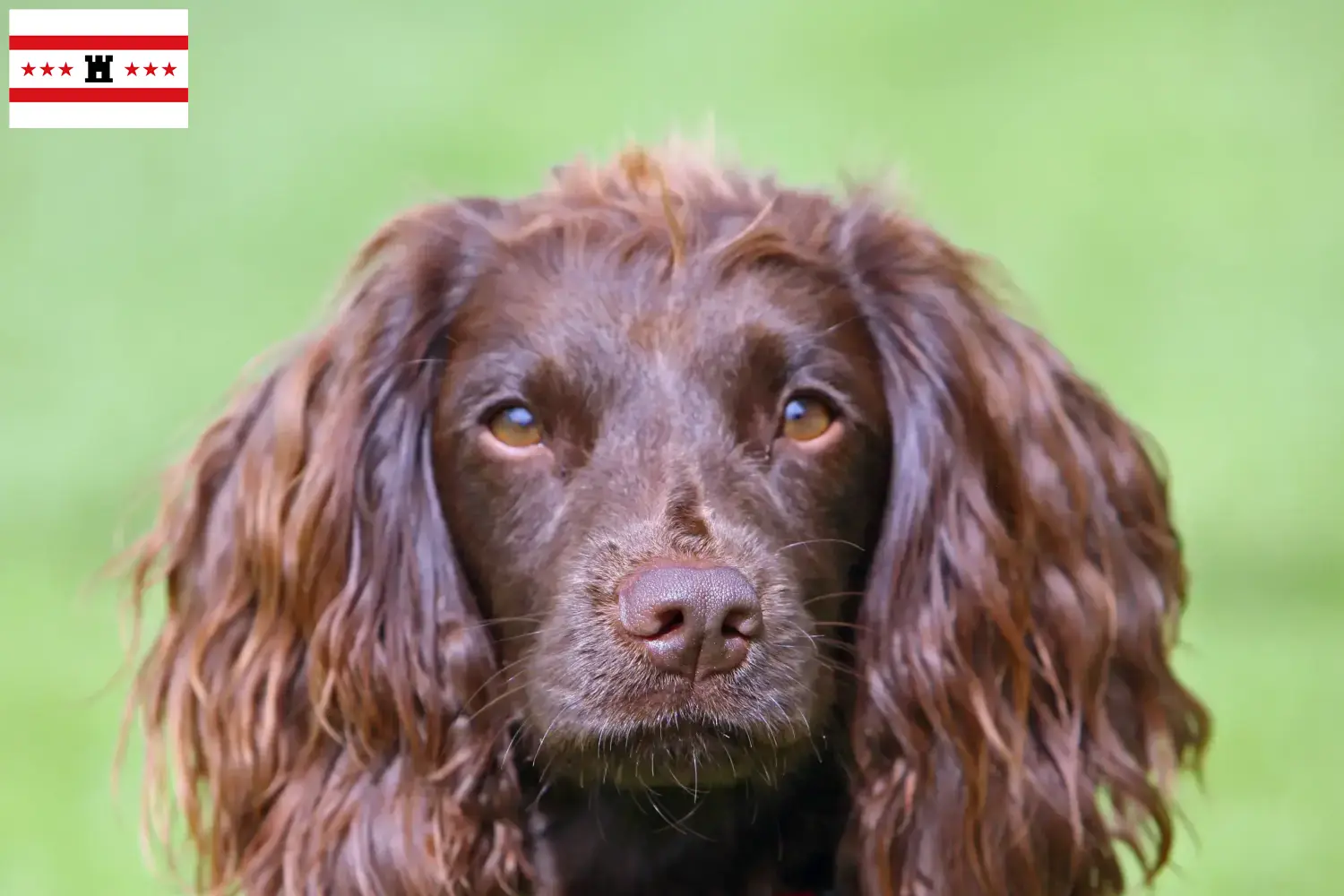Field Spaniel Welpen und Züchter Drenthe Hier findest Du Field Spaniels Züchter in Drenthe.