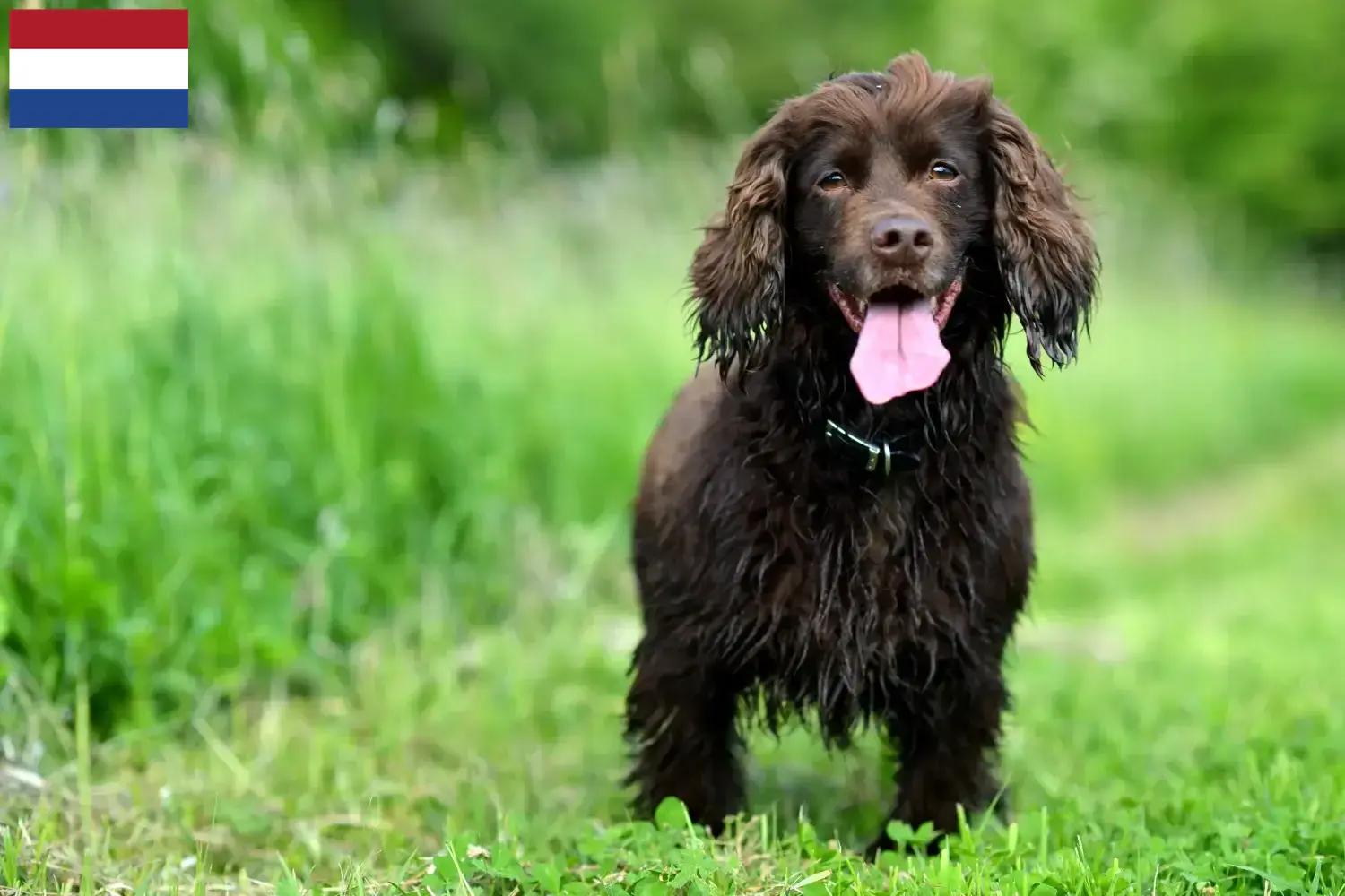Field Spaniel Welpen und Züchter Niederlande Hier findest Du Field Spaniels Züchter in den Niederlanden.
