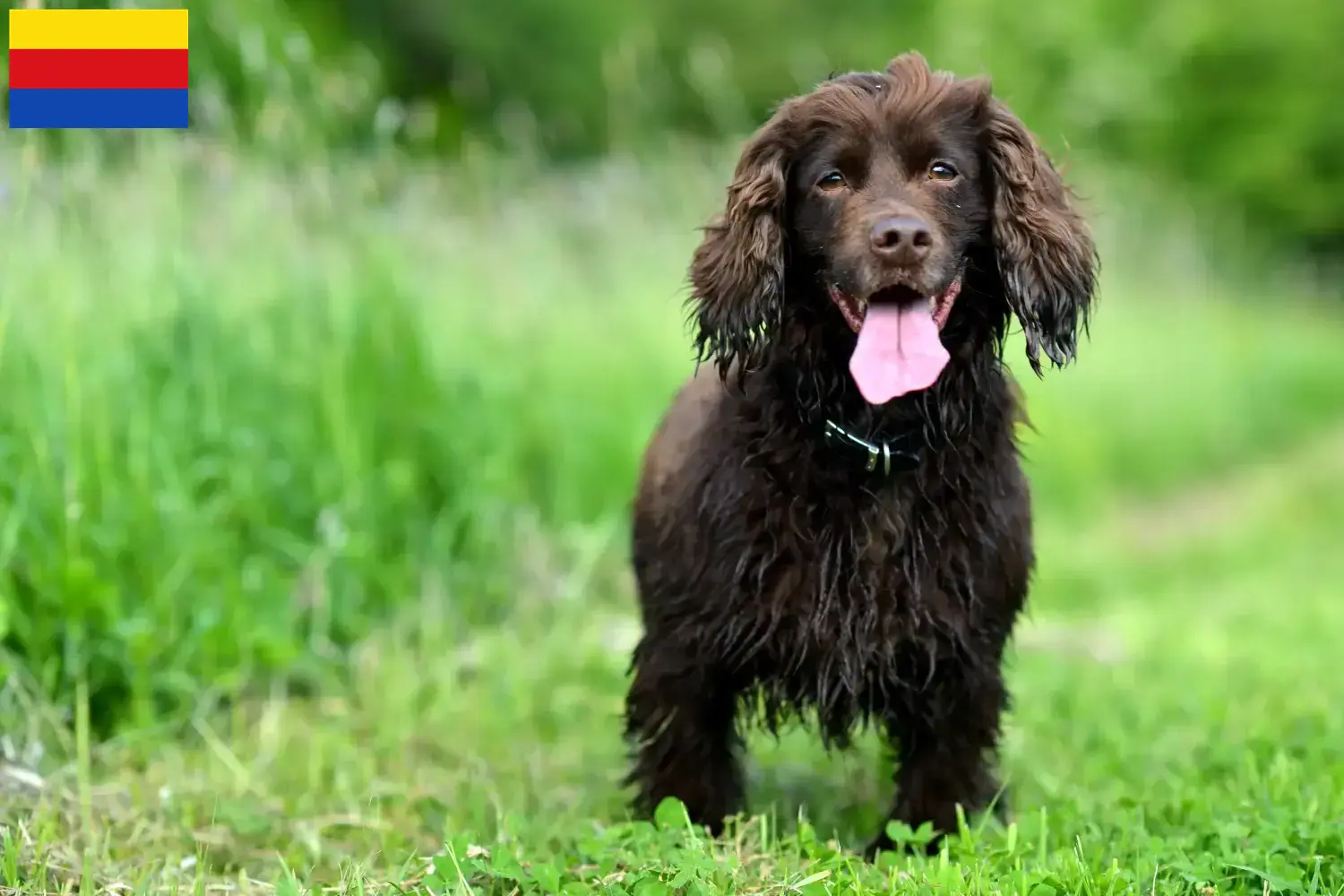 Field Spaniel Welpen und Züchter Nordholland Hier findest Du Field Spaniels Züchter in Nordholland.