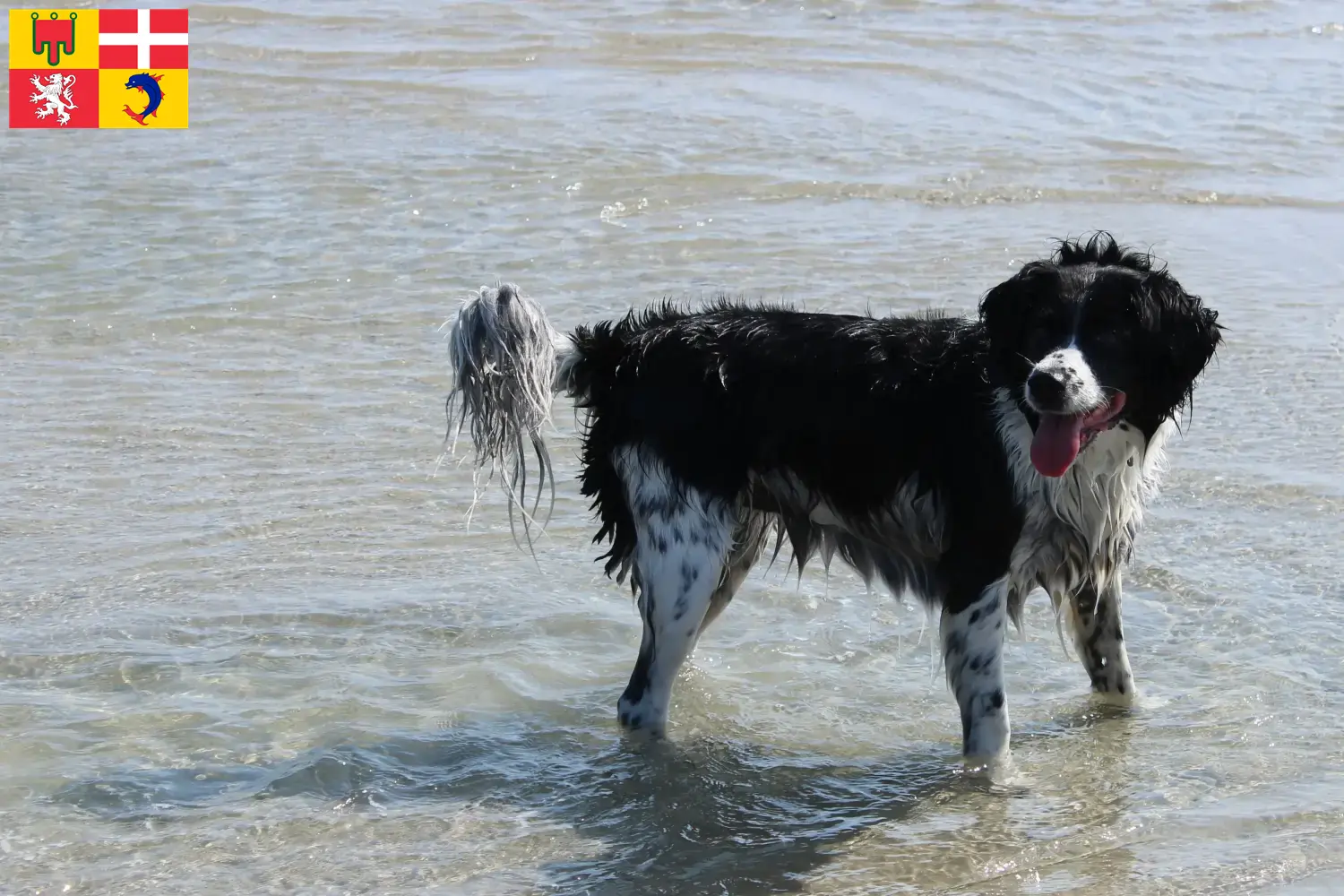 Friesischer Wasserhund Welpen und Züchter Auvergne-Rhône-Alpes Hier findest Du Friesische Wasserhunde Züchter in Auvergne-Rhône-Alpes.