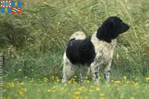 Mehr über den Artikel erfahren Friesischer Wasserhund Züchter und Welpen in Bourgogne-Franche-Comté