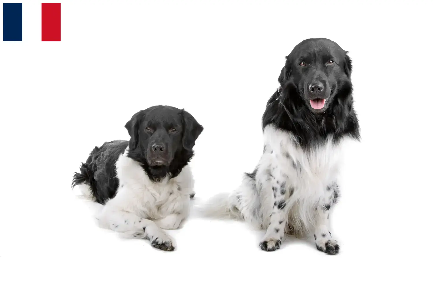 Friesischer Wasserhund Welpen und Züchter Frankreich Hier findest Du Friesische Wasserhunde Züchter in Frankreich.