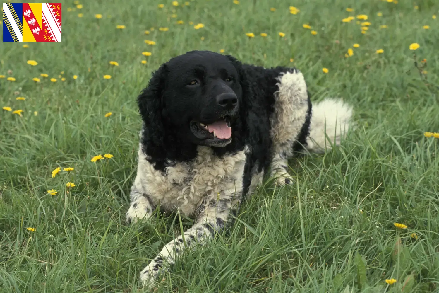 Friesischer Wasserhund Welpen und Züchter Grand Est Hier findest Du Friesische Wasserhunde Züchter in Grand Est.