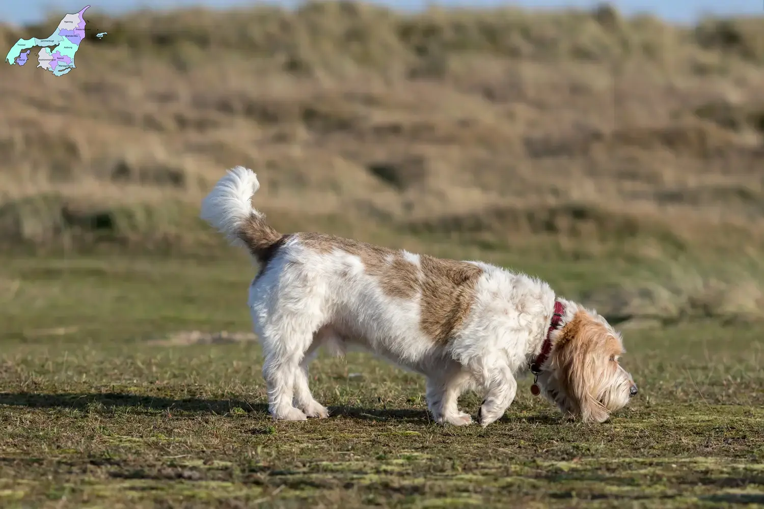 Grand Basset Griffon Vendéen Welpen und Züchter Nordjylland Hier findest Du Grand Basset Griffon Vendéens Züchter in Nordjylland.