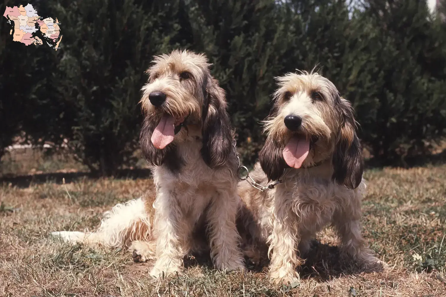 Grand Basset Griffon Vendéen Welpen und Züchter Syddanmark Hier findest Du Grand Basset Griffon Vendéens Züchter in Syddanmark.