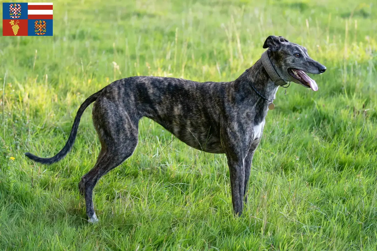 Greyhound Welpen und Züchter Südmähren Hier findest Du Greyhounds Züchter in Südmähren.