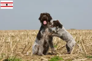 Mehr über den Artikel erfahren Griffon d’arrêt à poil dur Züchter und Welpen in Drenthe