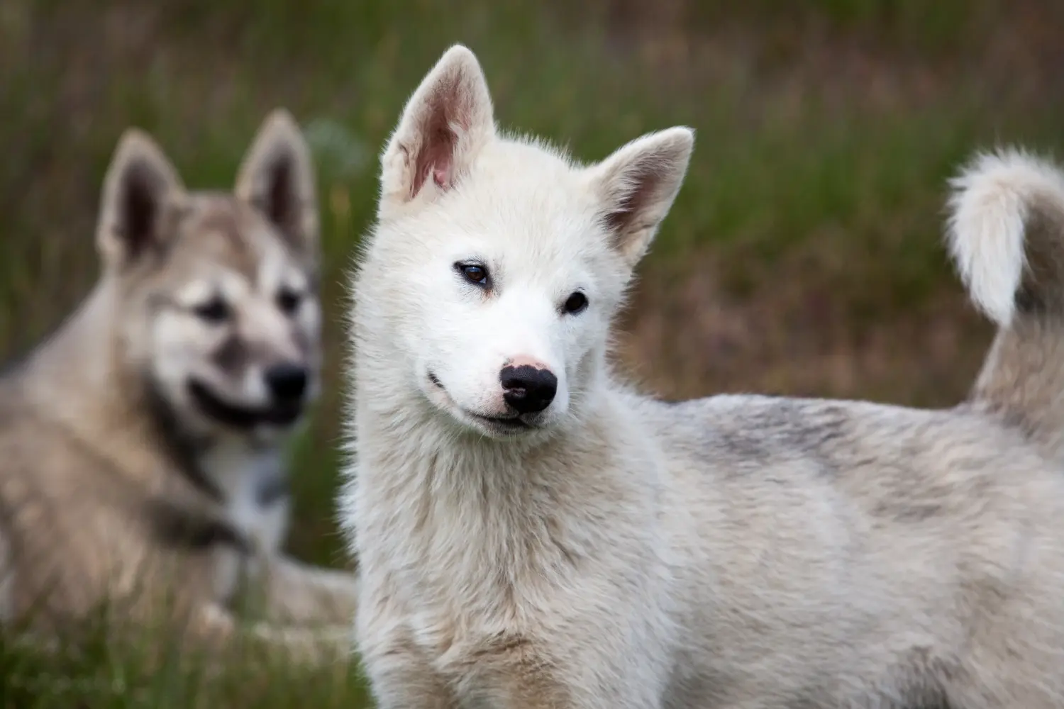Einen Grönlandhund Welpen zu kaufen, bedeutet Verantwortung zu übernehmen! Grönlandhund Welpen kaufen.