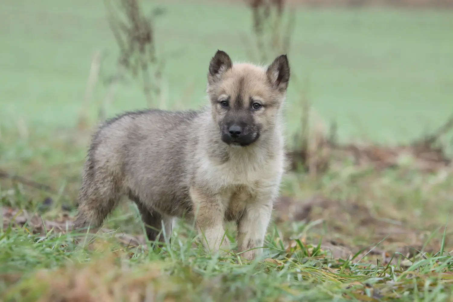 Einen Grönlandhund Welpen zu kaufen, bedeutet Verantwortung zu übernehmen! Grönlandhund Welpen kaufen.