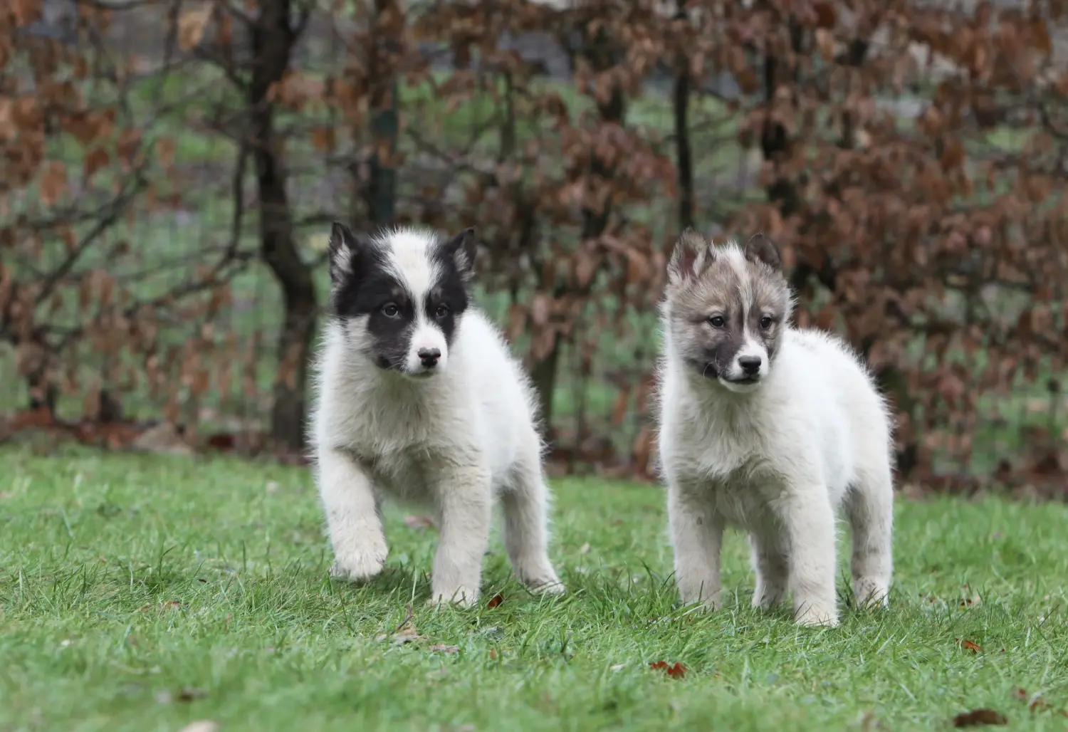 Einen Grönlandhund Welpen zu kaufen, bedeutet Verantwortung zu übernehmen! Grönlandhund Welpen kaufen.