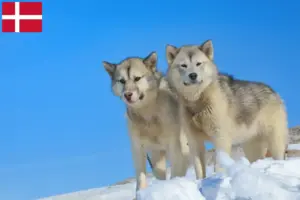 Mehr über den Artikel erfahren Grönlandhund Züchter und Welpen in Dänemark