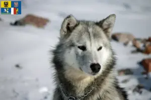Mehr über den Artikel erfahren Grönlandhund Züchter und Welpen in Mähren-Schlesien
