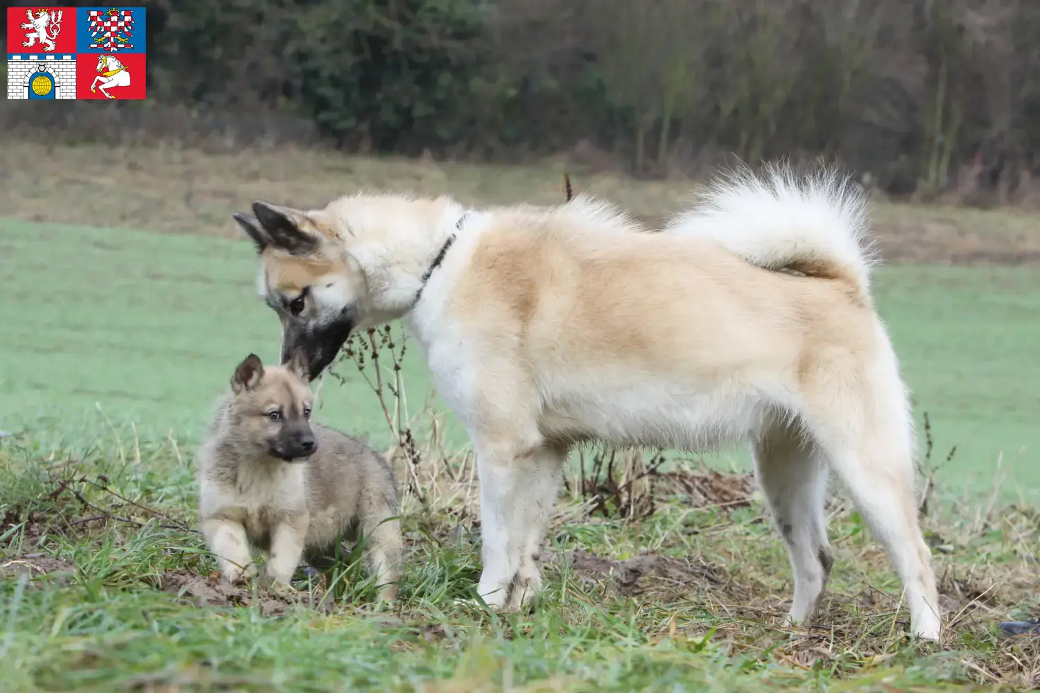 Grönlandhund Welpen und Züchter Pardubice Hier findest Du Grönlandhunde Züchter in Pardubice.