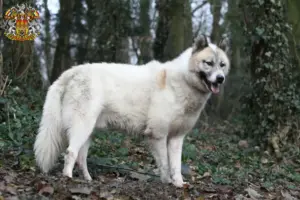 Mehr über den Artikel erfahren Grönlandhund Züchter und Welpen in Prag