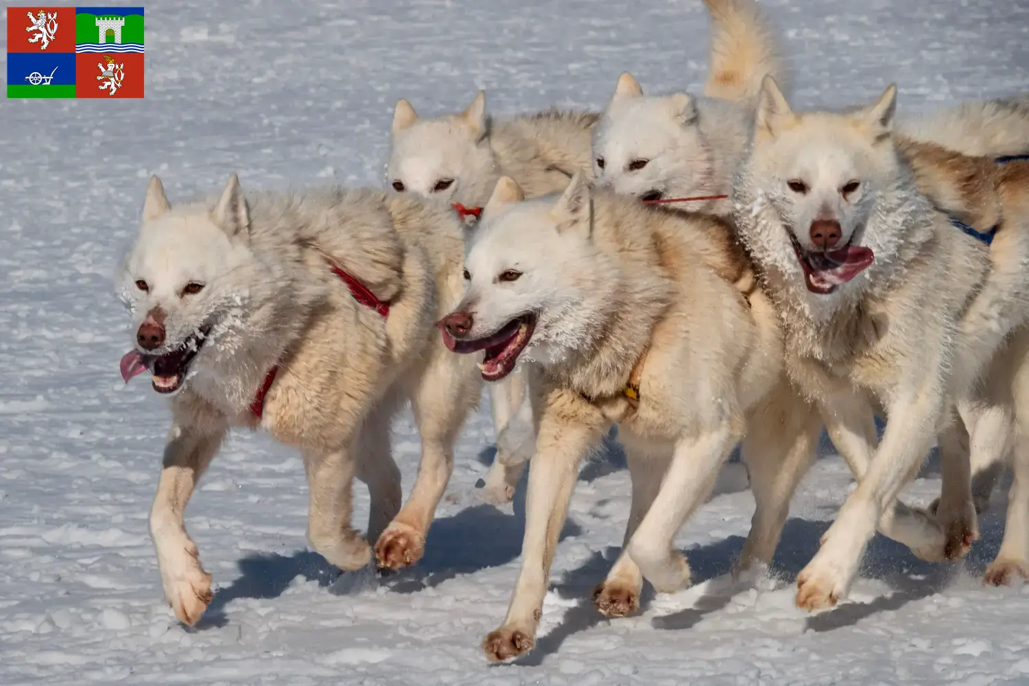 Grönlandhund Welpen und Züchter Ústí Hier findest Du Grönlandhunde Züchter in Ústí.