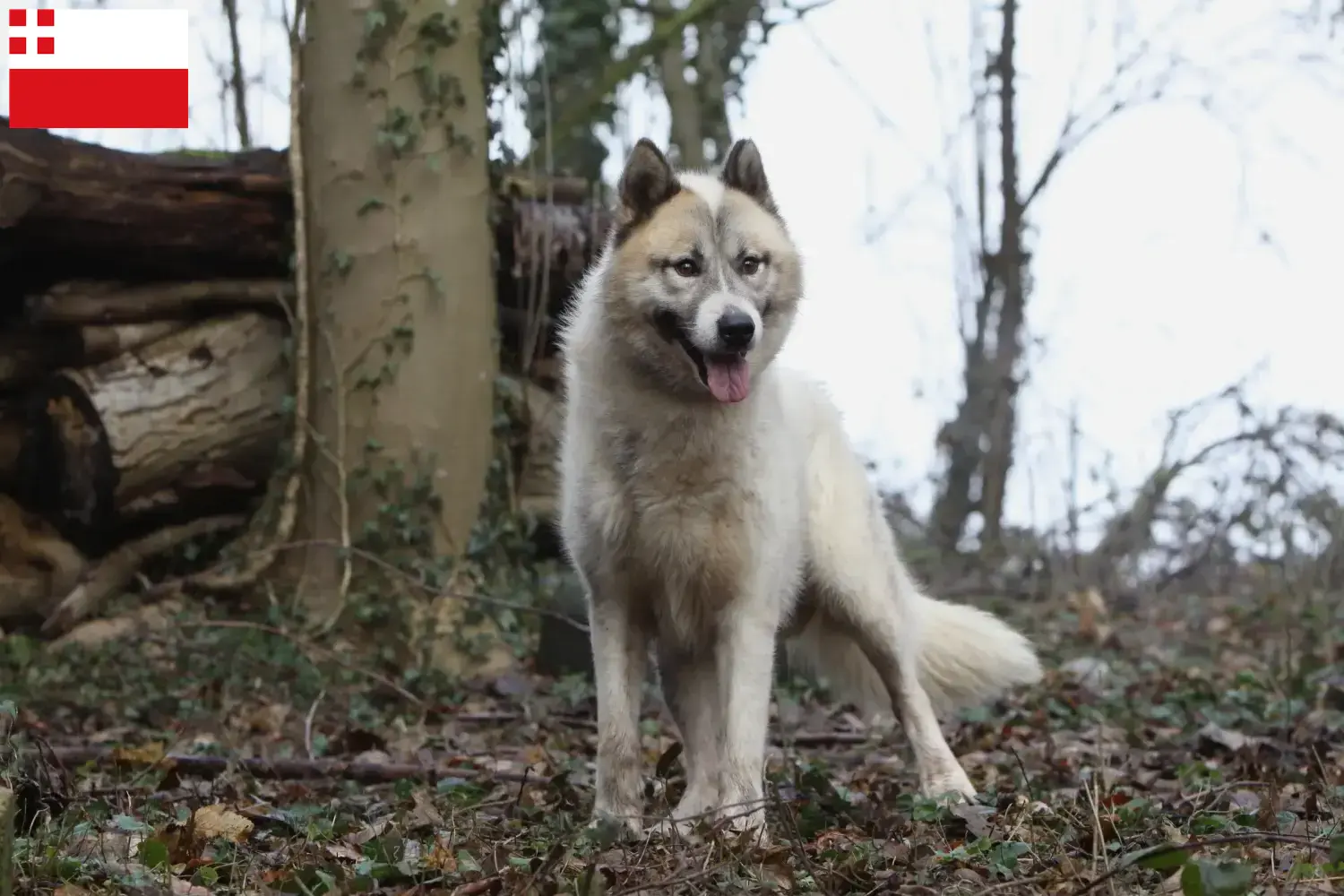 Grönlandhund Welpen und Züchter Utrecht Hier findest Du Grönlandhunde Züchter in Utrecht.