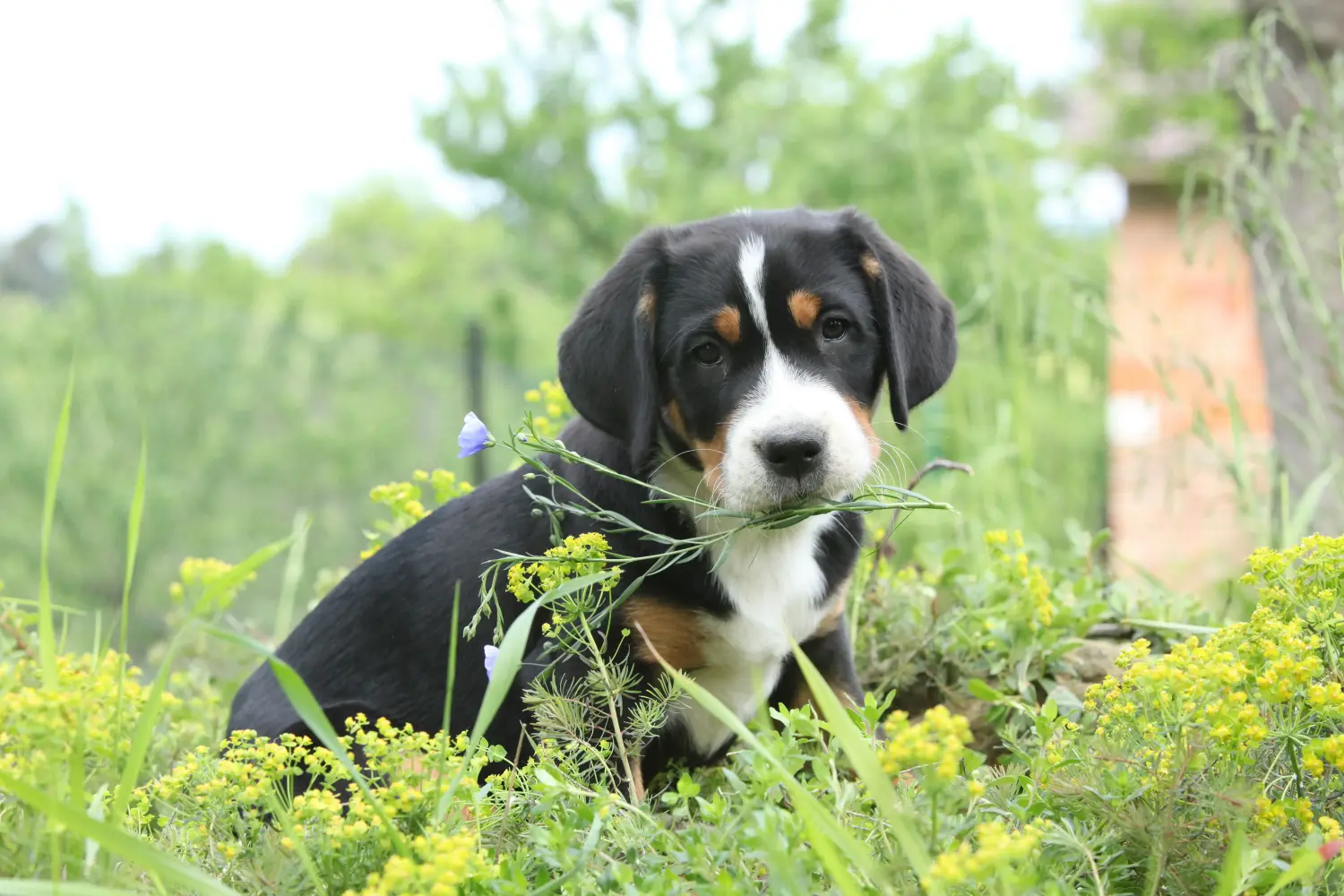 Einen Großen Schweizer Sennenhund Welpen zu kaufen, bedeutet Verantwortung zu übernehmen! Großer Schweizer Sennenhund Welpen kaufen.