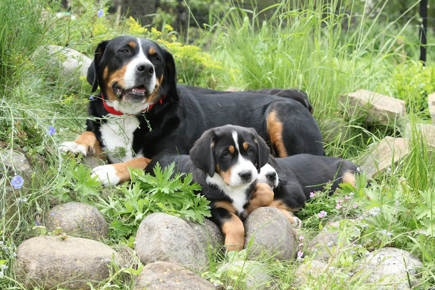 Einen Großen Schweizer Sennenhund Welpen zu kaufen, bedeutet Verantwortung zu übernehmen! Großer Schweizer Sennenhund Welpen kaufen.