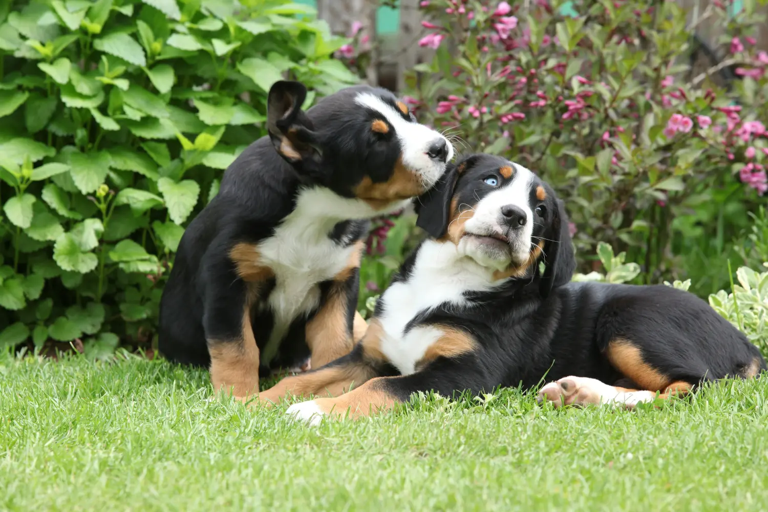 Einen Großen Schweizer Sennenhund Welpen zu kaufen, bedeutet Verantwortung zu übernehmen! Großer Schweizer Sennenhund Welpen kaufen.